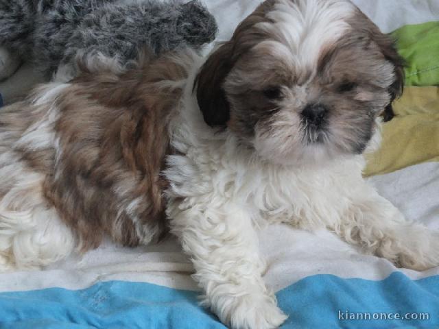 Chiots shih tzu disponibles tout de suite!