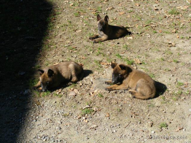 Magnifiques chiots Berger belge