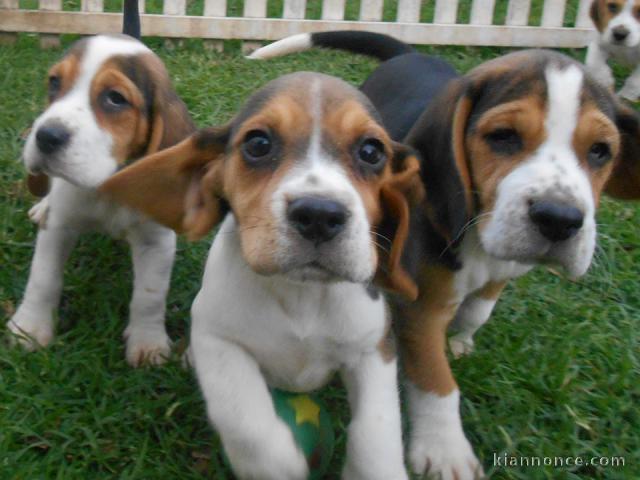 A donner CHIOTS BEAGLES 