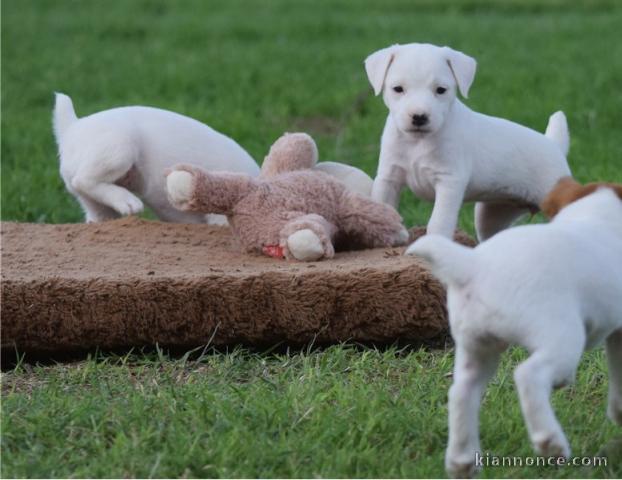 Chiots Jack Russel a donner 