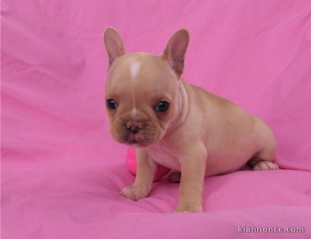 A donner chiots bouledogue français