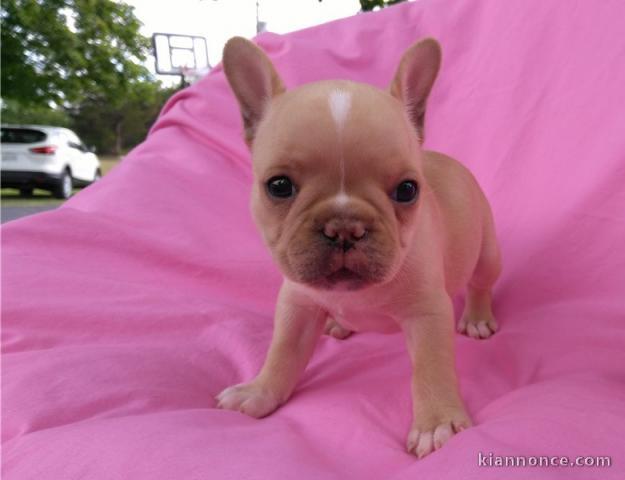 A donner chiots bouledogue français