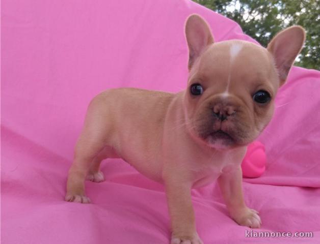 A donner chiots bouledogue français