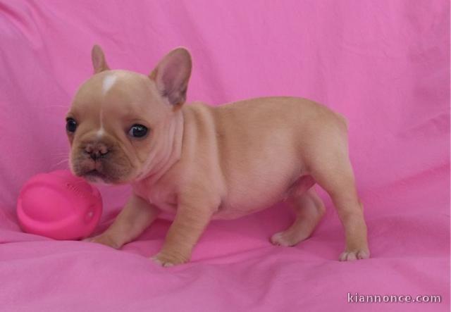 A donner chiots bouledogue français