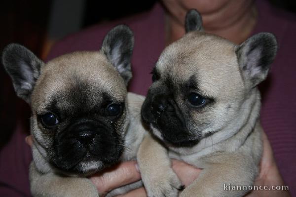 jolis petits Bouledogue Français