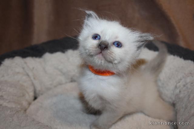 disponible de suite chatons de type sacre Birmanie