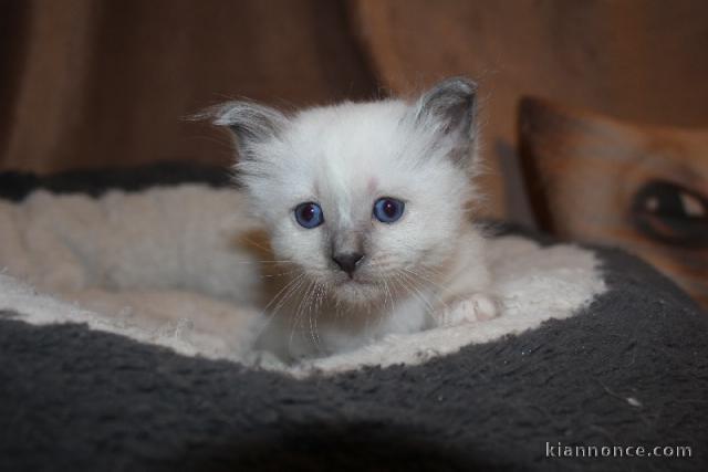 disponible de suite chatons de type sacre Birmanie