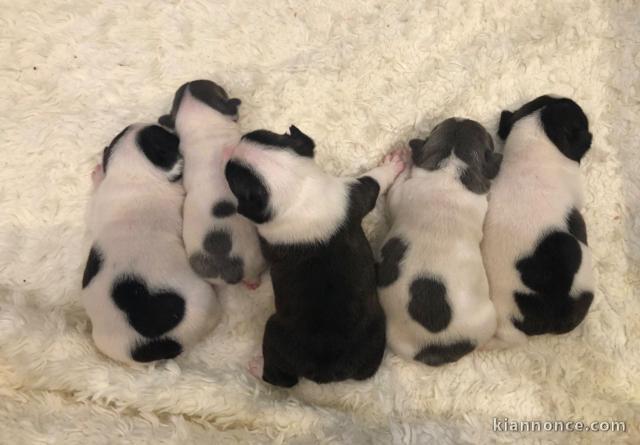 superbes chiots type Bouledogue Français a donner