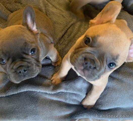 superbes chiots type Bouledogue Français a donner