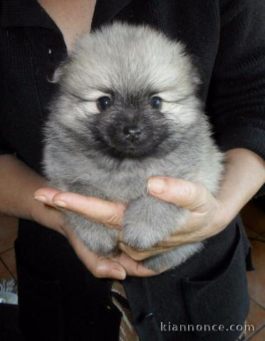 SPITZ POMERANIAN type NOUNOURS