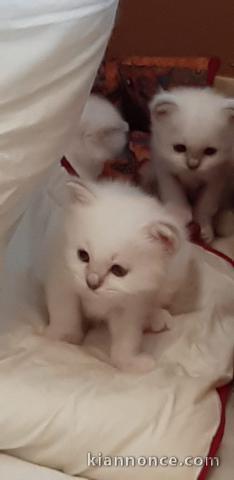  3 chatons de type sacre de Birmanie 1 male et 2 femelles âgés de