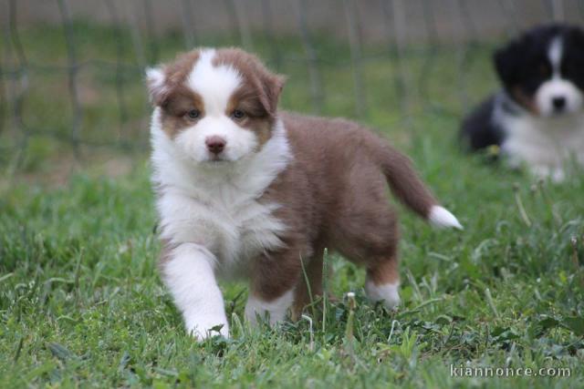 Magnifique chiots berger australien a donner