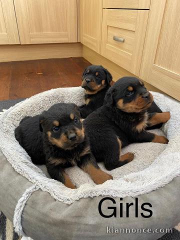 Magnifique chiots Rottweiler lof