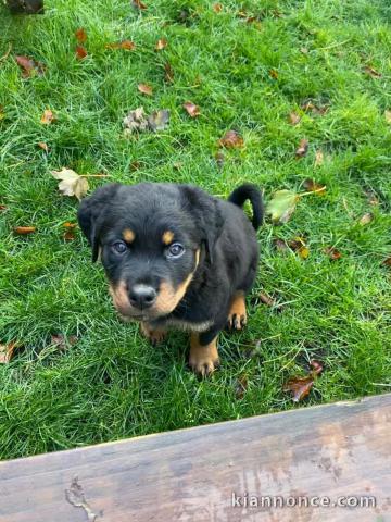 Magnifique chiots Rottweiler lof