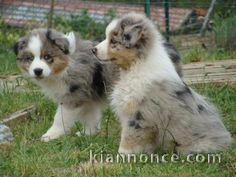 Magnifiques chiots bergers australiens LOF