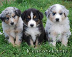 Magnifiques chiots bergers australiens LOF