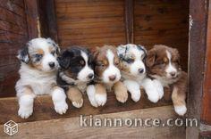 Magnifiques chiots bergers australiens LOF