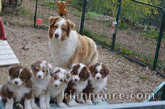 Magnifiques chiots bergers australiens LOF