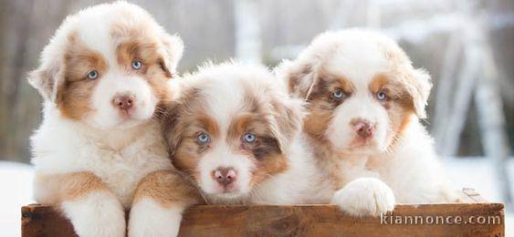 Magnifiques chiots bergers australiens LOF