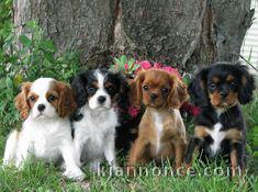 jolis petits cavaliers king charles