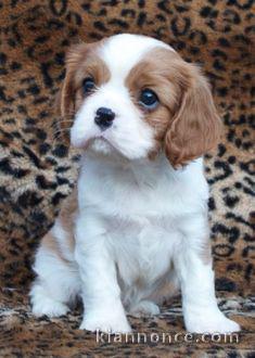 jolis petits cavaliers king charles