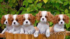 jolis petits cavaliers king charles