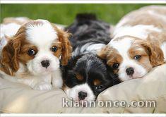 jolis petits cavaliers king charles