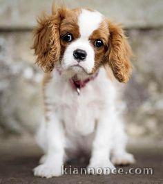 jolis petits cavaliers king charles