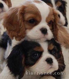 jolis petits cavaliers king charles