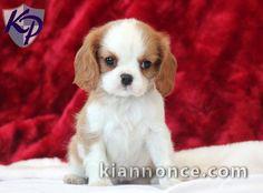 jolis petits cavaliers king charles