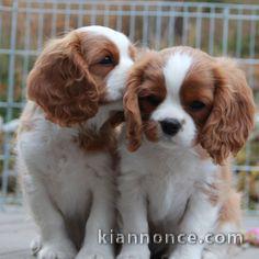 jolis petits cavaliers king charles