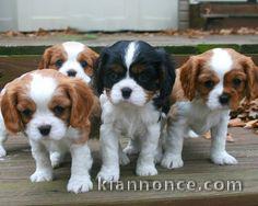 jolis petits cavaliers king charles