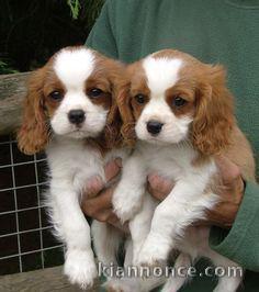 jolis petits cavaliers king charles