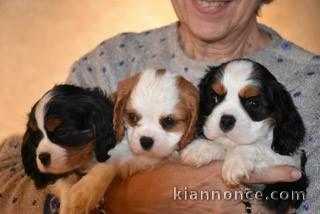 jolis petits cavaliers king charles