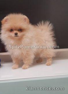 manifique bb chiots spitz pomeranien 