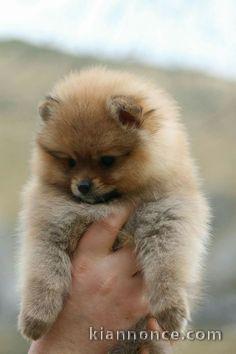 manifique bb chiots spitz pomeranien