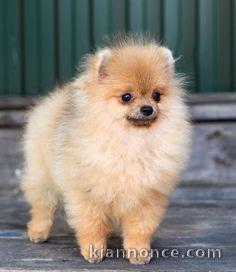 manifique bb chiots spitz pomeranien