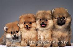 manifique bb chiots spitz pomeranien