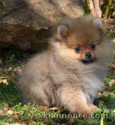 manifique bb chiots spitz pomeranien