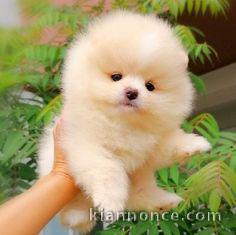 manifique bb chiots spitz pomeranien