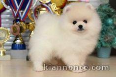 manifique bb chiots spitz pomeranien