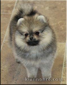 manifique bb chiots spitz pomeranien