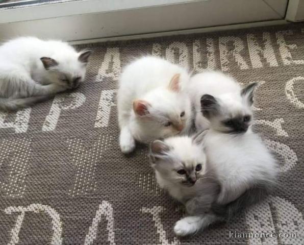 Magnifiques chatons Sacré de Birmanie à donner 