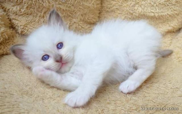 Magnifiques chatons Sacré de Birmanie à donner 