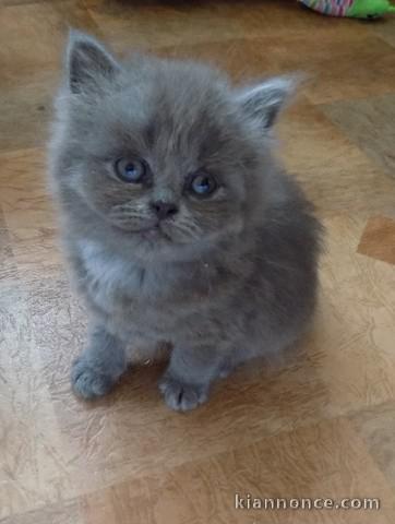 Magnifiques chatons Sacré de Birmanie à donner 