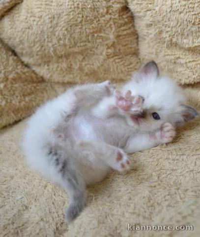 Magnifiques chatons Sacré de Birmanie à donner 