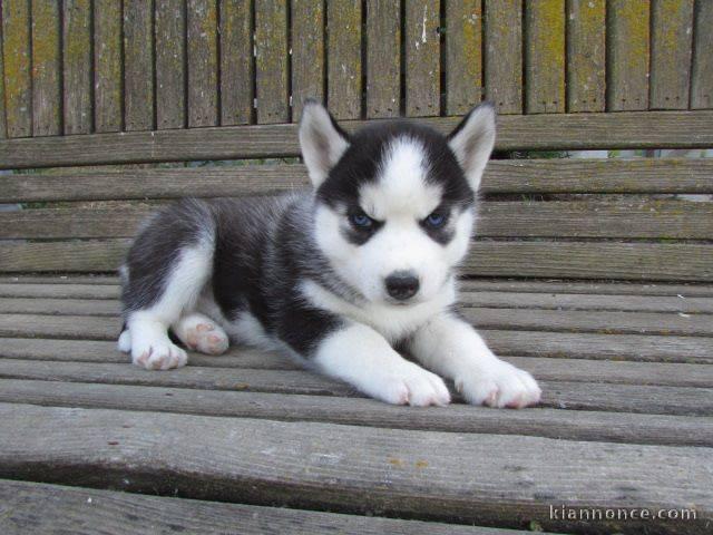 disponible de suite bb Husky de Sibérie.