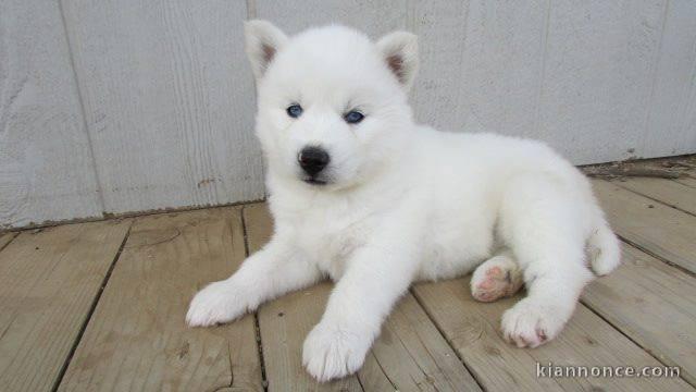 disponible de suite bb Husky de Sibérie.