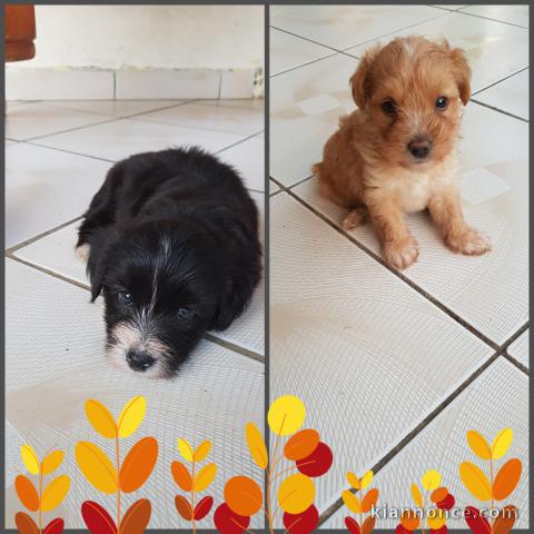 Vends chiots Yorkshire terrier  croisé  bichon 2 males