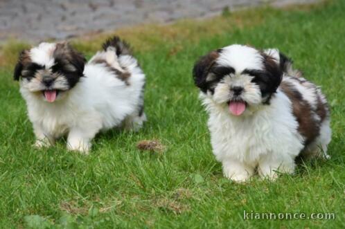 Chiots shih-tzu a donner